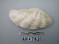 藏品(貝殼)的圖片